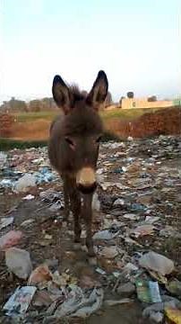 How amazing Donkey mating in village .