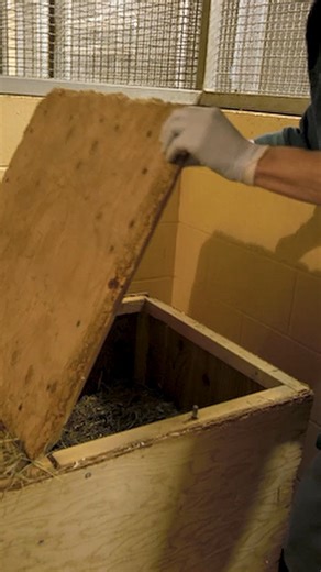 Marmot Recovery Foundation on Instagram: "It’s Groundhog Day! Vancouver Island Violet made her prediction this morning — six more weeks of winter. Her mate, Phillip, joined in too, confirming the forecast. Violet is a Vancouver Island marmot, one of only 427 remaining in the wild. The good news? Violet is part of a recovery effort that’s making real progress toward saving her species. Violet is part of a conservation breeding program at the Tony Barrett Mount Washington Marmot Recovery Centre. S