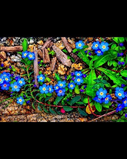 Forget-me-not Myosotis arvensis by THeo