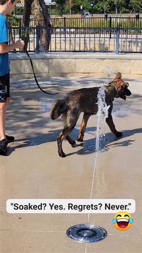 Splish, Splash, I was havin' a blast! #fypシ #germanshepherd #puppy | Wunderhaus DDR German Shepherds