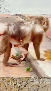 #Shorts Baby STEELY Still Needs Mama’s Comfort 🐒💛