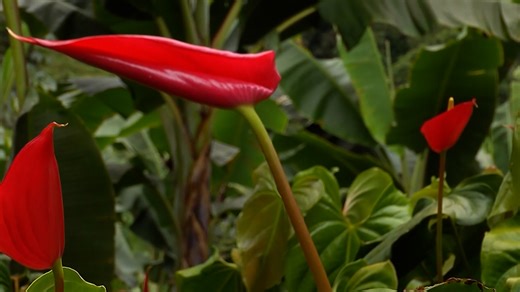 290K views · 6.9K reactions | NO TE PIERDAS NUESTRO SEGUNDO CAPITULO MAÑANA LUNES SOBRE EL CULTIVO DE ANTURIOS, CAFE, PLATANO, CERDOS, GALLINAS Y VIDA CAMPESINA DESDE CALARCA DPTO DE QUINDIO. DESCARGA NUESTRO APLICATIVO Y NO PIERDAS NADA DEL CAMPO EN EL MUNDO. EL MUNDO DEL CAMPO https://ycard.co/elmundodelcampo/ #flores #floresta #anturios #cafè #cafe #anturio #campogrande #flores | El Mundo Del Campo | Facebook