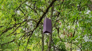 What is the emerald ash borer and how did the devastating bug arrive in Oregon?