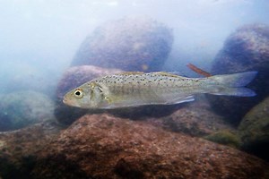 NFFO Comments on Fisheries Council | Commercial Fishing | Fish Focus