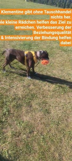 #hundetraining #hund #hundementalist #boxerdog #boxer