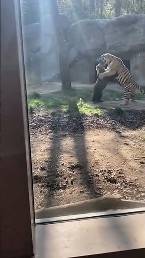 You Won’t Believe This Bear vs Tiger Clash — Caught on Camera!
