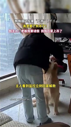 狗狗自己在家“上吊”了！真是要了狗命了。