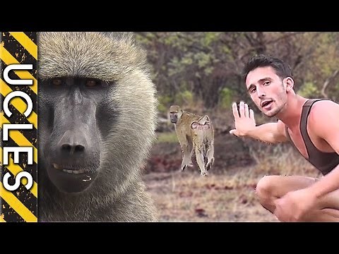 How to approach WILD BABOONS with Andrew Ucles