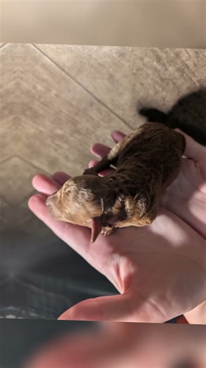 Haley James Scott 💜 She is a Red Miniature Poodle and she is Available for Adoption #miniaturepoodle