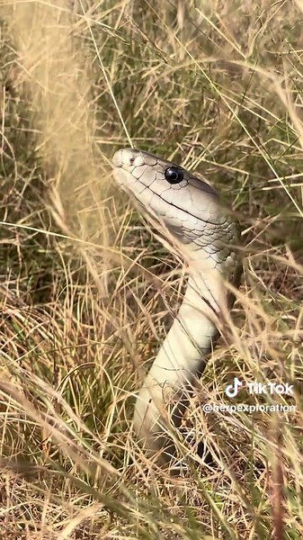 Exploring the Black Mamba in South Africa's Wildlife