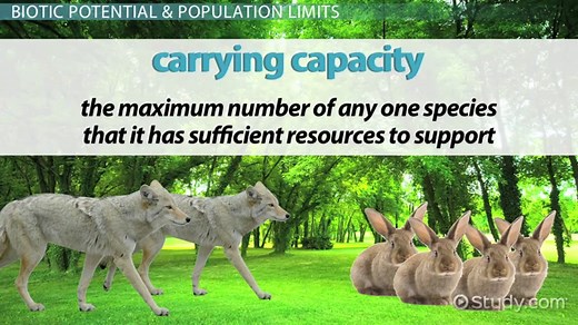 Biotic Potential Definition, Graph & Examples