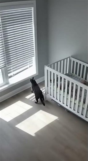 Title Suggestion: Brave House Cat Saves Baby from Giant Python!🐍 | Unbelievable Security Cam Footage