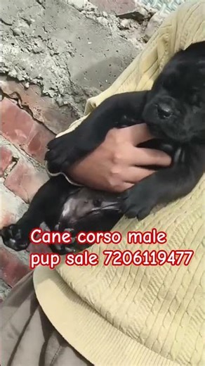 top largest guard dog breed puppy cane corso sale Delhi NCR India #shots #dog #canecorso