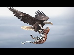 SANGAR !! Begini Cara Burung Elang Menyergap Mangsanya Hingga Dibawanya Terbang.