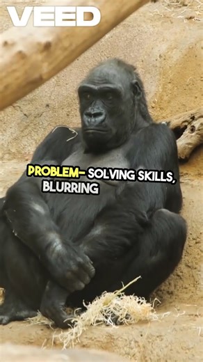 Animals Acting Human Gorillas with Tools!