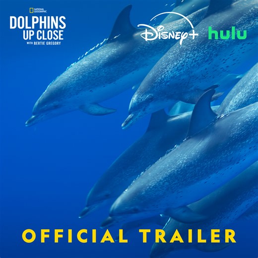 Dive below the surface with Bertie Gregory for a close-up view of some of the ocean’s smartest swimmers and witness them like you've never seen before 🐬 #DolphinsUpClose with Bertie Gregory premieres Thursday September 18 at 9/8c on National Geographic. Streaming on Disney and Hulu. | National Geographic