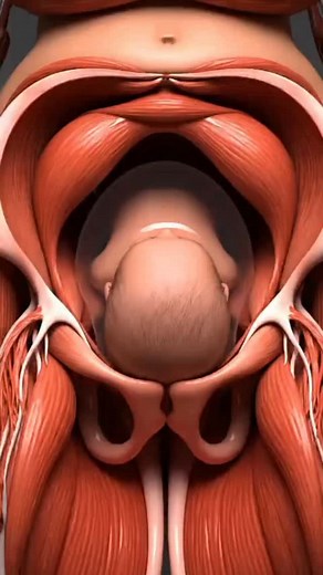 Normal Baby delivery process insideview#process #human #anatomy #foryoupage #deliveryservice | Doctor Alia
