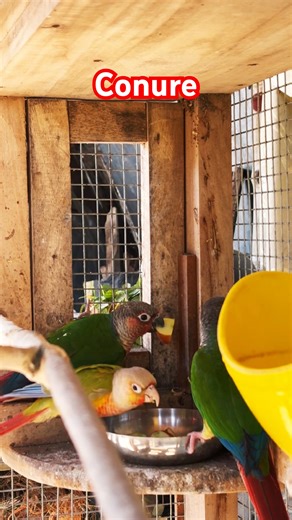 Pineapple Conure & Green Cheeked Conure eating together peacefully