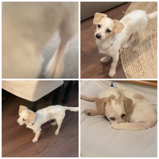 Meet Milo! He’s a 10lbs. chihuahua mix that’s 2 years old. He’s bounces like a bunny when he gets excited. Does good on a leash. He’s house trained and pee pad trained. He goes to the door when he needs to potty. He’s a great eater. Takes a few bits of kibble to a second location to eat. Very skittish in the beginning but once he warms up he is super loyal. Gets along with other dogs. Not a fan of kids, doesn’t bite, but does bark. He’s super sweet and looking for his forever home. Apply online 