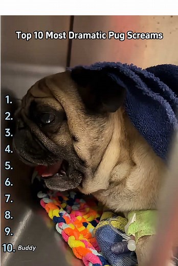 Top 10 Most DRAMATIC Pug Screams Ever!(Number 7 Broke Me)🐾🤣🤣#tiktok #foryou #dog #doglover #dogsoftiktok #funnydog #pug #pugsoftiktok #usa