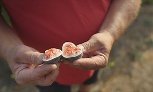 Le Tour du Frais – Figues (sponsorisé)