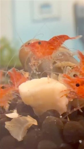This is how shrimp eat their food✌️