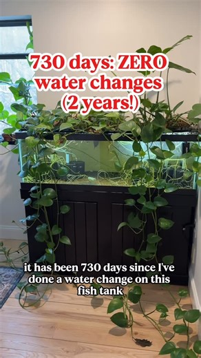 Luke Hagopian on Instagram: "About 10% of my life has passed since this tank had a water change, pretty crazy to think about. The original five guppies I put in there exploded to hundreds, but over the last couple months, the growth has halted and began to decline. I think the genetics are probably pretty bad now and potentially in need of a Goldfish makeover. I think I may do some water changes on this tank get some fresh water in there and then put two goldfish in and see if I can get a very l