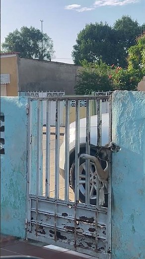 Clever Puppy Opens the Gate to Get Home