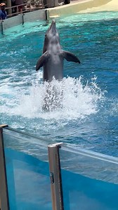 Beautiful dolphins adventures #woohoo #amazing #dolphins #seaworld | Travisandcousins