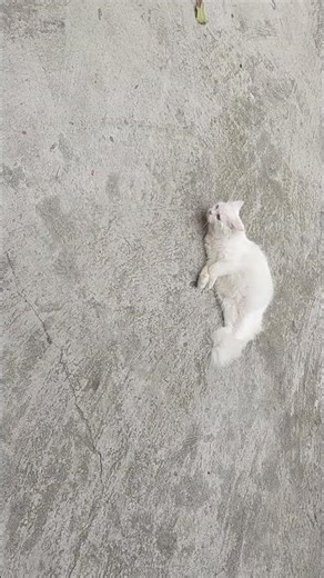 scraching all over floor