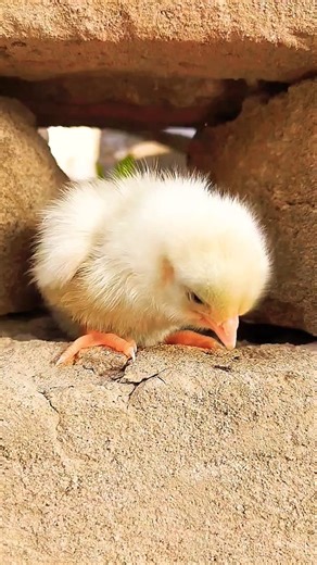 Fluffiest Baby Chick Ever! 🐣✨. #youtubeshorts #shorts #viralvideo #viral #trending #birds #chicks