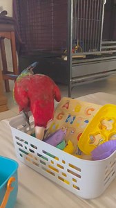 2.9K views · 168 reactions | Rosa is having a great time foraging through her toy box. Amongst many other benefits, providing macaws with toys to play with encourages self-directed learning and builds confidence in their abilities to understand and explore their environment. #macaw #parrot #pet #bird | Macaws Australia | Facebook