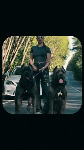 World Top 3 Crazy dog breeds who shake your mind 🤯 | #shorts #rottweiler #facts