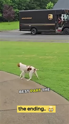 Dogs’ shocking reaction as they saw THIS approaching 🤯💛 #animals #cuteanimals #dogs