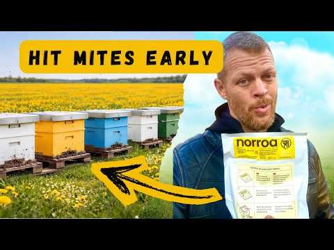 Spring Mite Treatment, Varroa Mites + First Inspections