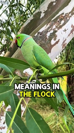Do Parrots Understand What They Say?