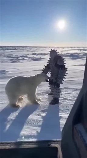 Testing the SPIKE SUIT with a Polar Bear Encounter