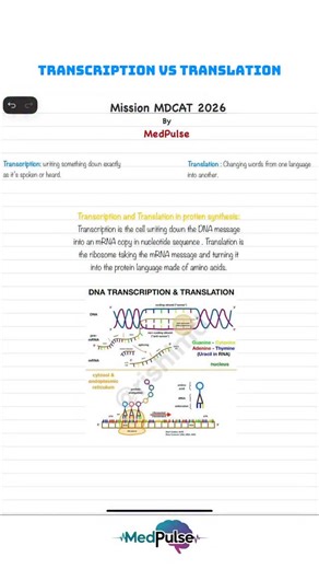 MED-PULSE on Instagram: "Translation Vs Transcription 🫩 #medstudent #premed #mdcat"