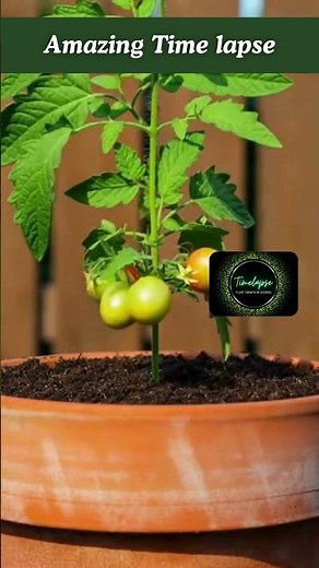 Amazing time lapse tomato