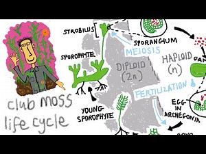The club moss lifecycle: an example of alternation of generations