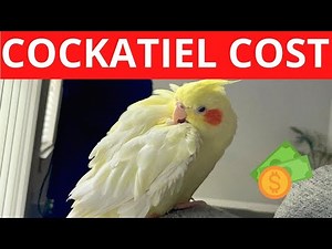 How Much Does A Cockatiel Bird Cost For New Owners? (Yearly Expenses)