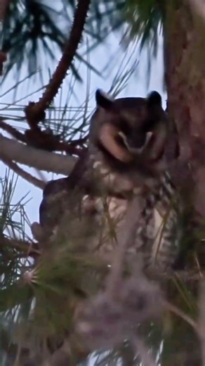 Long Eared Owl - A Nocturnal Predator