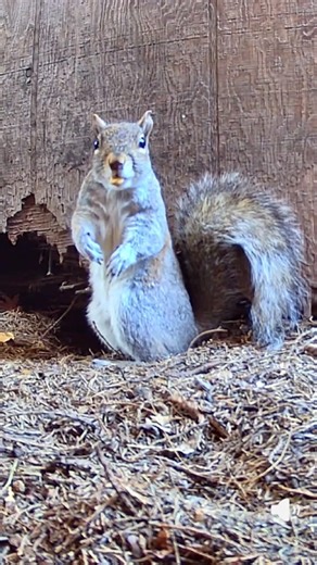 Squirrel startled by piano
