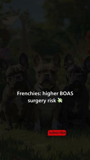 French Bulldog vs Pug Insurance Costs 🐶💸 Which Breed Is More Expensive in the USA?