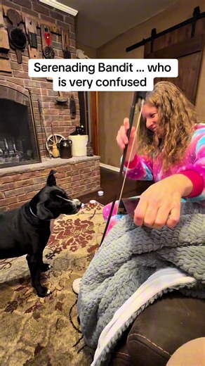 Dogs Enjoying Music from the Musical Saw