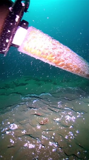 MYSTERY OF THE DEEP OCEAN 152#sea #monster #deepsea #mystery #undersea