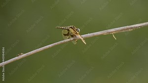 Macro view of a green marsh hawk on a branch with an ant trying to pass.