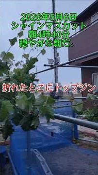 【風ダメージ発見】シャインマスカット鉢植えにトップジン処置！回復なるか🍇