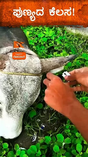 Gomathe Rastradhrma ಗೋಮಾತೆ ರಾಷ್ಟ್ರಧರ್ಮ | ಪುಣ್ಯದ ಕೆಲಸ! #gomata #sacred | Instagram