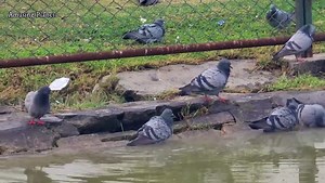 Flock of Rock Pigeon: Watch This Stunning Bird Flock in Action